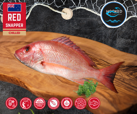 CHILLED NZ Wild Whole Snapper 1.6kg to 1.9kg(arrived Monday 9/9)